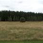 Macquarie Woods - Vittoria State Forest
