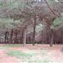 Macquarie Woods - Vittoria State Forest