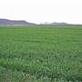 Narrabri