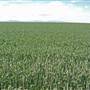 Narrabri