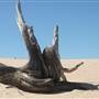 Mungo National Park