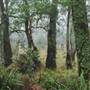 New England National Park