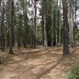 Newnes State Forest