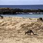 Middle Beach - Mimosa Rocks National Park