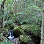 Minnamurra Falls