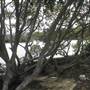 Minnamurra River