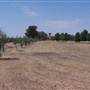Mulligan Wongara Vineyard