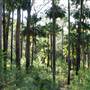Royal National Park
