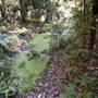 Royal National Park