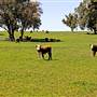 Walcha
