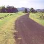 Sugar Cane Fields, Condong