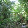 Terania Creek picnic area & Protesters Falls walking track