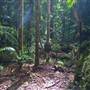 Terania Creek picnic area & Protesters Falls walking track