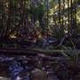 Terania Creek picnic area & Protesters Falls walking track