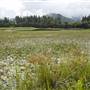 Tweed Valley 1 of 2