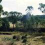 Parkes