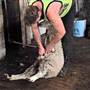 Sheep Station
