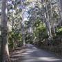 Pebbly Beach Road - Murramarang National Park