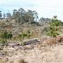 Penrose State Forest - Southern Highlands