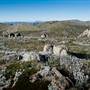 Snowy Mountains - Semi-Dry Steppes