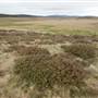 Snowy Mountains - Semi-Dry Steppes