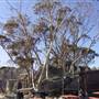 Thredbo
