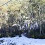 Thredbo