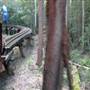 Timbertown