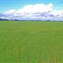 Wheat Fields