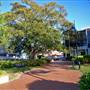 Taree