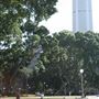 Hyde Park and Archibald Fountain - Sydney CBD