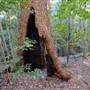 Red Cedar Flat picnic area