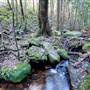 Red Cedar Flat picnic area