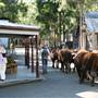 Wauchope