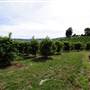 Watkins Orchard (Mandarin & Cumquat)