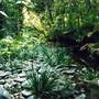 Way Way State Forest