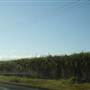 Tweed Valley 2 of 2