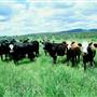 Armidale Area