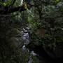 Minnamurra Rainforest Walk
