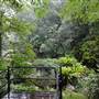 Minnamurra Rainforest Walk