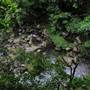 Minnamurra Rainforest Walk