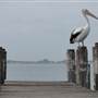 Lake Illawarra North-Tuggerah Bay Jetty