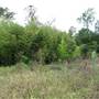 Brownlow Hill - File 2
