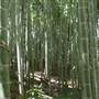 Private Properties - Bamboo, Jungle, Exotic, Forest