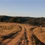 Hopeful Ranch Olive Farm File 1