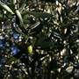 Hopeful Ranch Olive Farm File 1