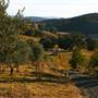 Hopeful Ranch Olive Farm File 1