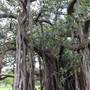 Maiden Theatre - Royal Botanic Garden Sydney