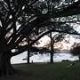 Mrs. Macquarie's Point - Royal Botanic Garden Sydney