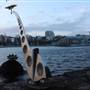 Mrs. Macquarie's Point - Royal Botanic Garden Sydney